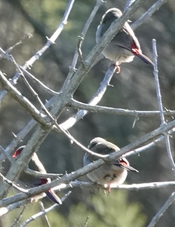 Red-browed Firetail - ML620876855