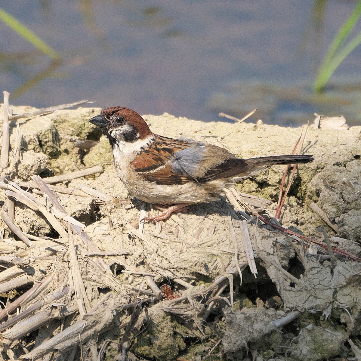Eurasian Tree Sparrow - ML620876894