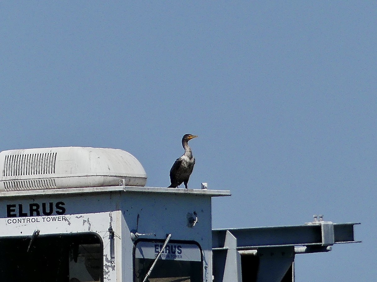 Double-crested Cormorant - ML620876905