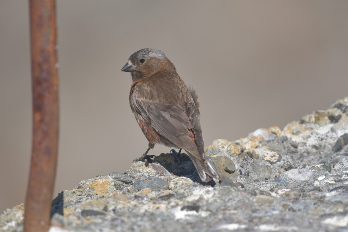 Gray-crowned Rosy-Finch - ML620876906