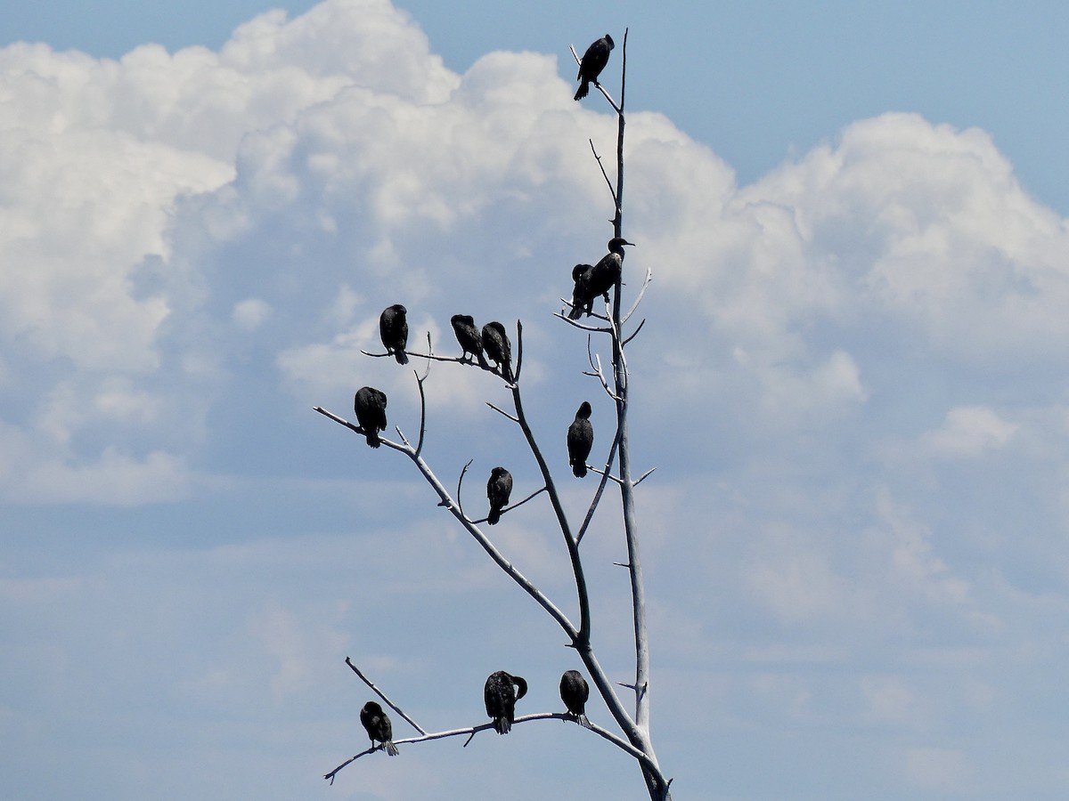 Double-crested Cormorant - ML620876907