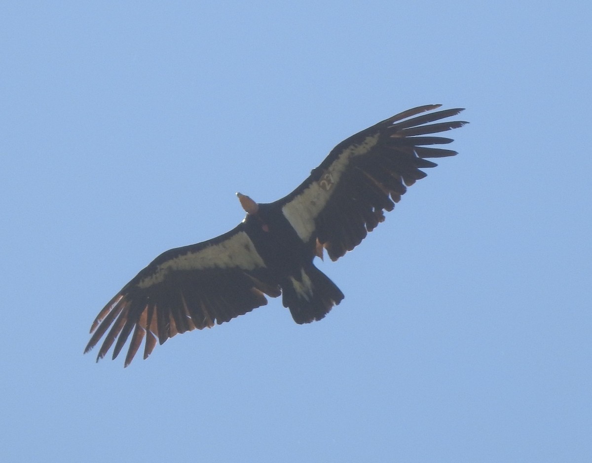 California Condor - ML620876982