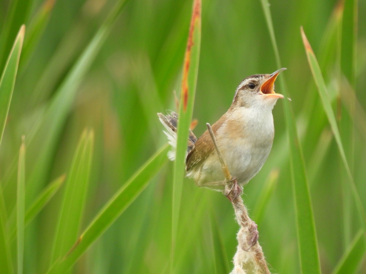 Marsh Wren - ML620876996