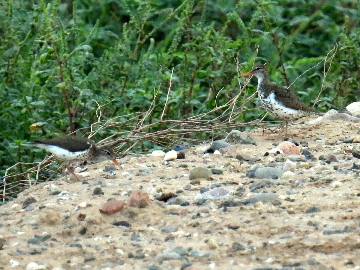 Spotted Sandpiper - Christopher Whiteley