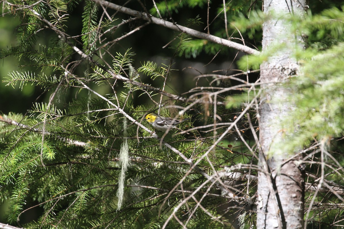 Townsend's x Hermit Warbler (hybrid) - ML620877013