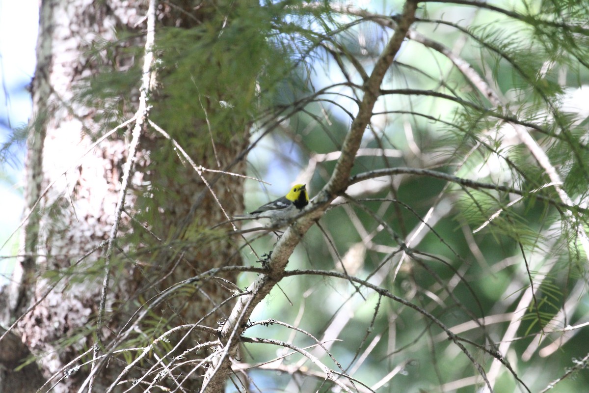 Townsend's x Hermit Warbler (hybrid) - ML620877025