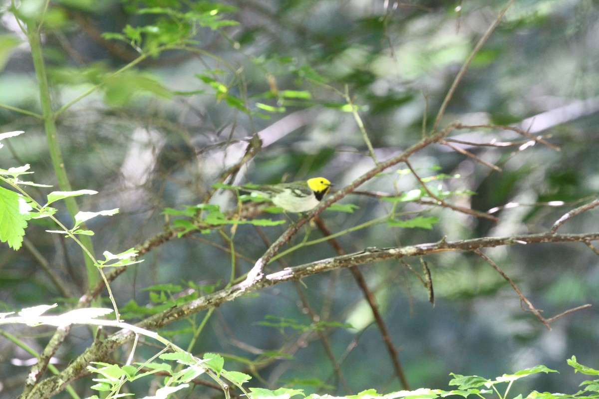 Townsend's x Hermit Warbler (hybrid) - ML620877032