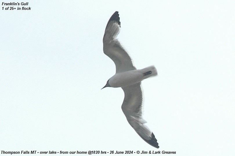 Franklin's Gull - ML620877035