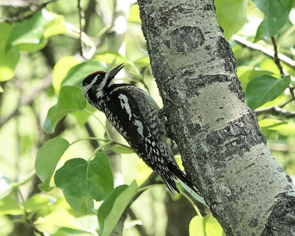 Yellow-bellied Sapsucker - ML620877045