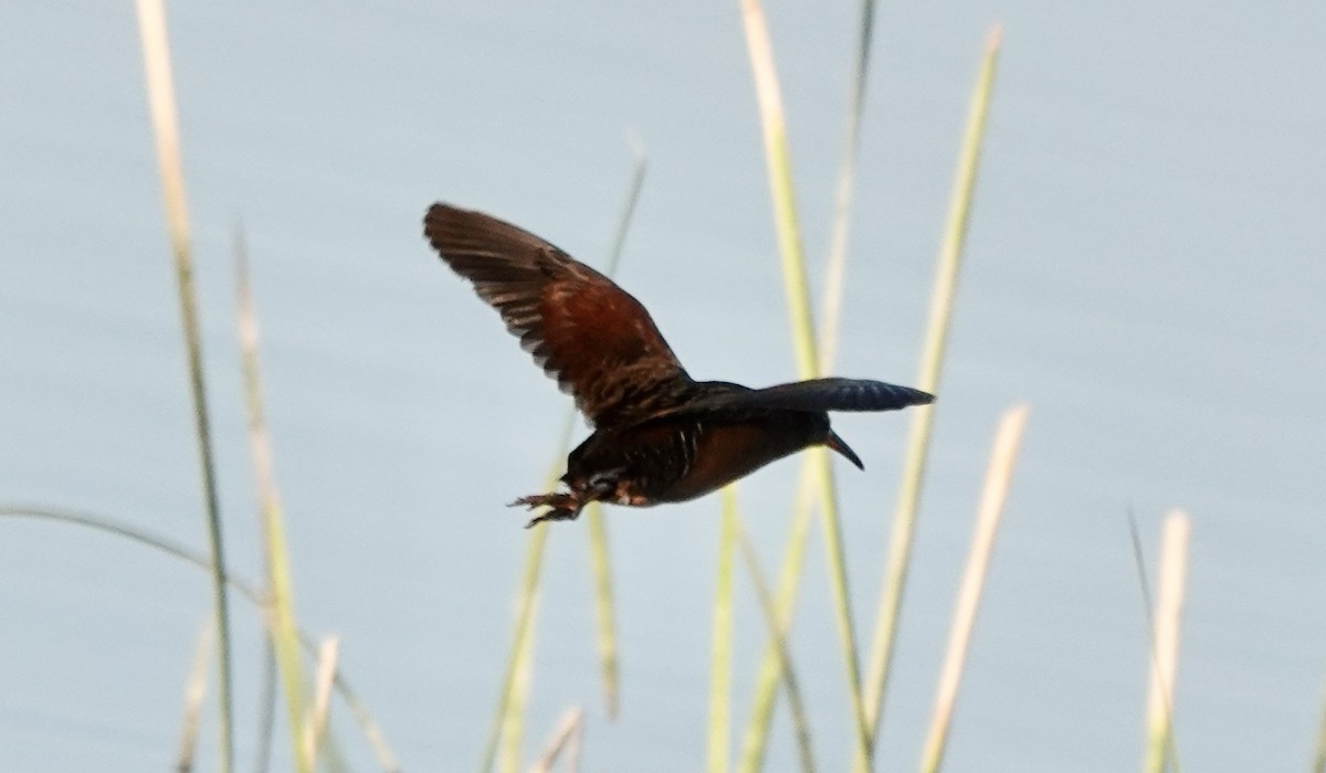 Virginia Rail - ML620877047