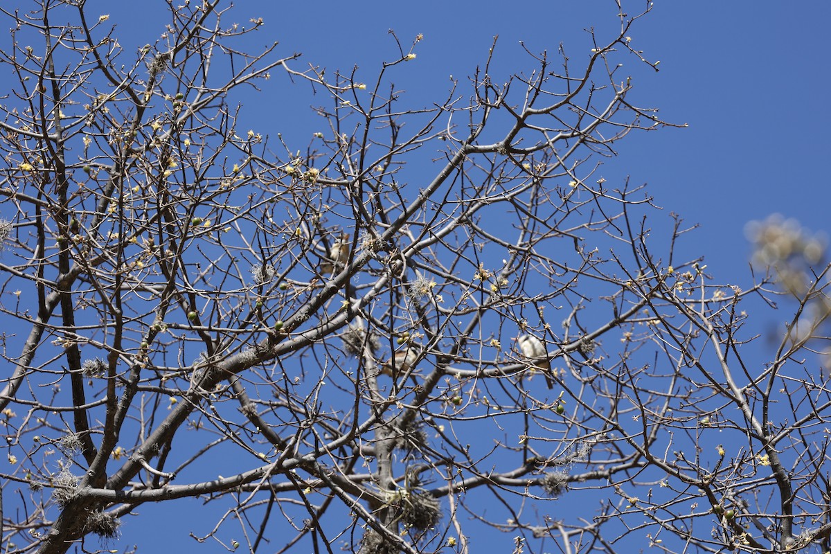 White-eared Puffbird - ML620877048
