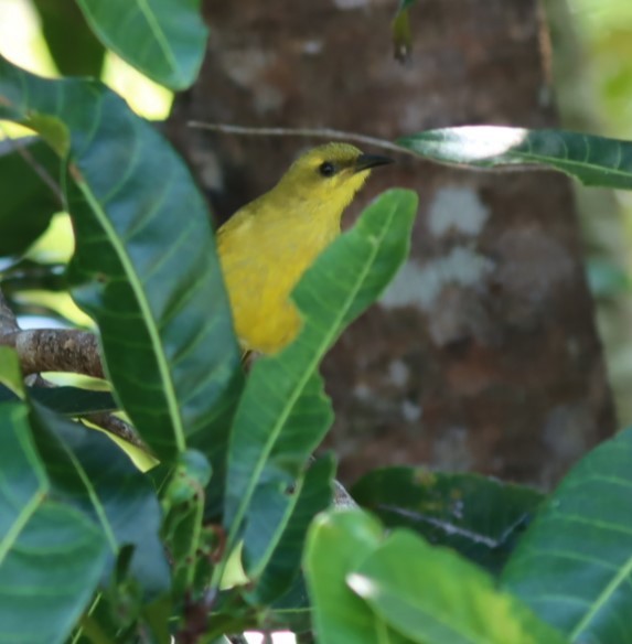 Yellow Honeyeater - ML620877055