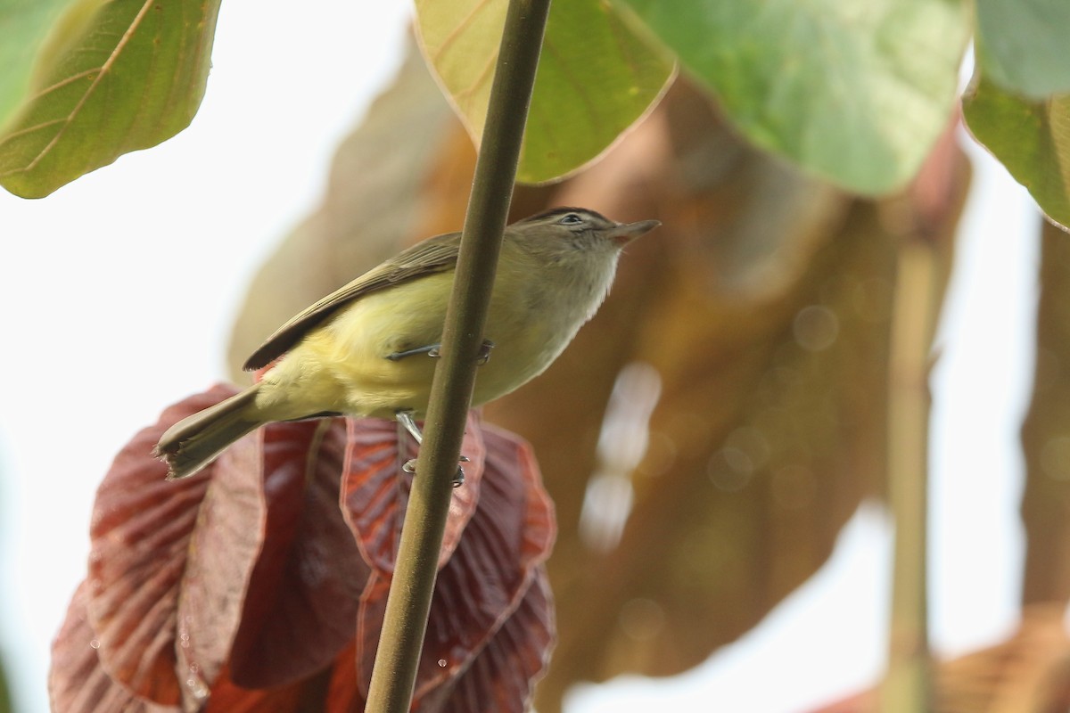 Brown-capped Tyrannulet - ML620877079