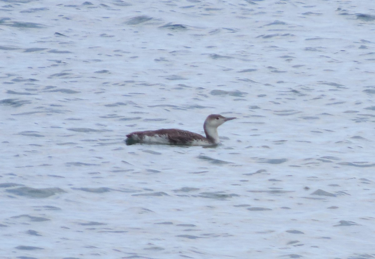 Red-throated Loon - ML620877082