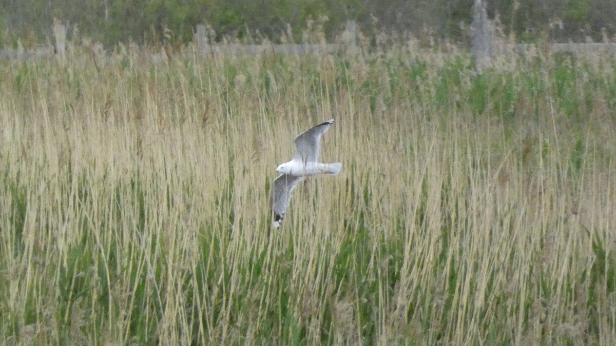 Common Gull - Malini Kaushik