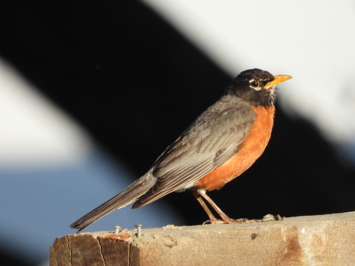 American Robin - ML620877093