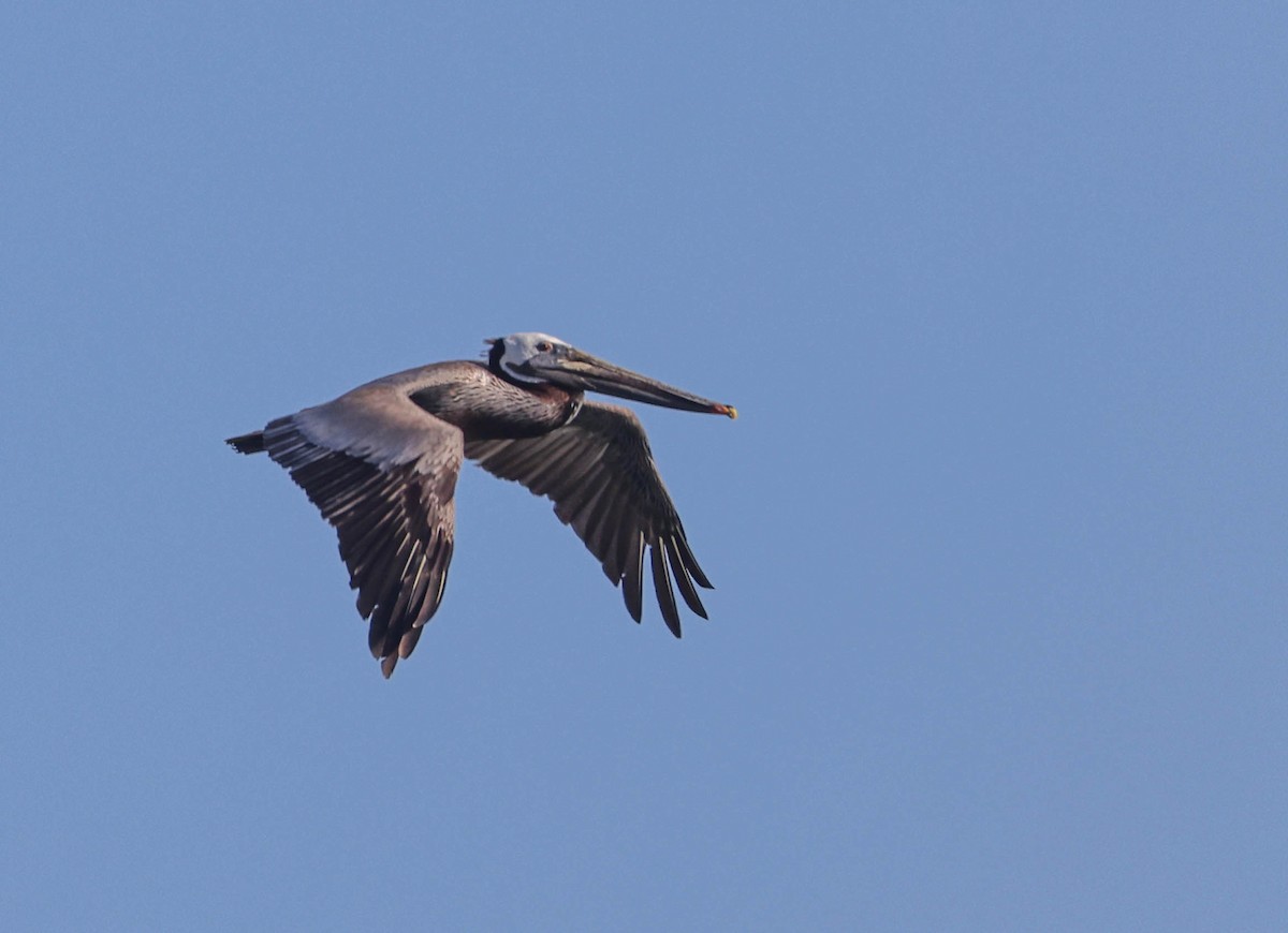 Brown Pelican - ML620877096