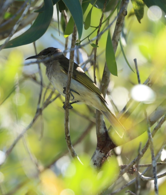 Brown Honeyeater - ML620877098