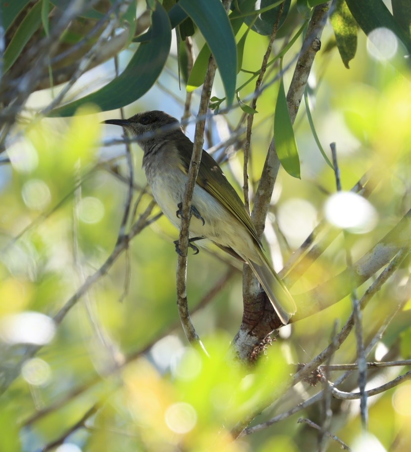 Brown Honeyeater - ML620877099