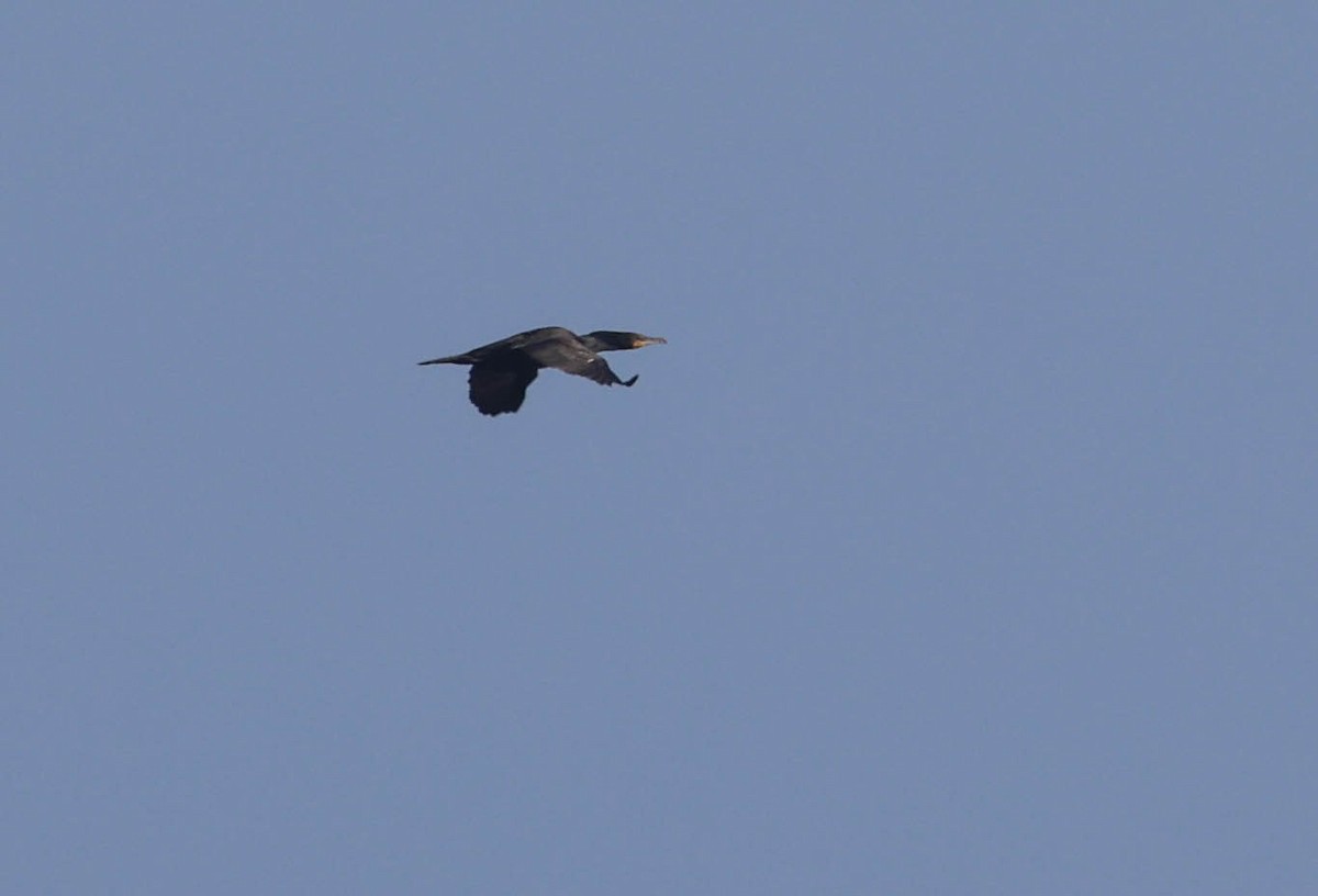 Double-crested Cormorant - ML620877101