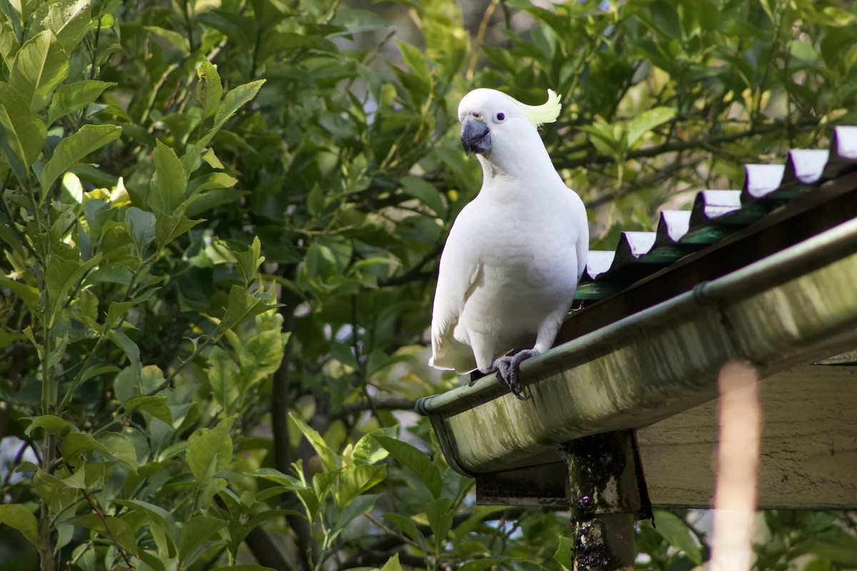 Cacatúa Galerita - ML620877102