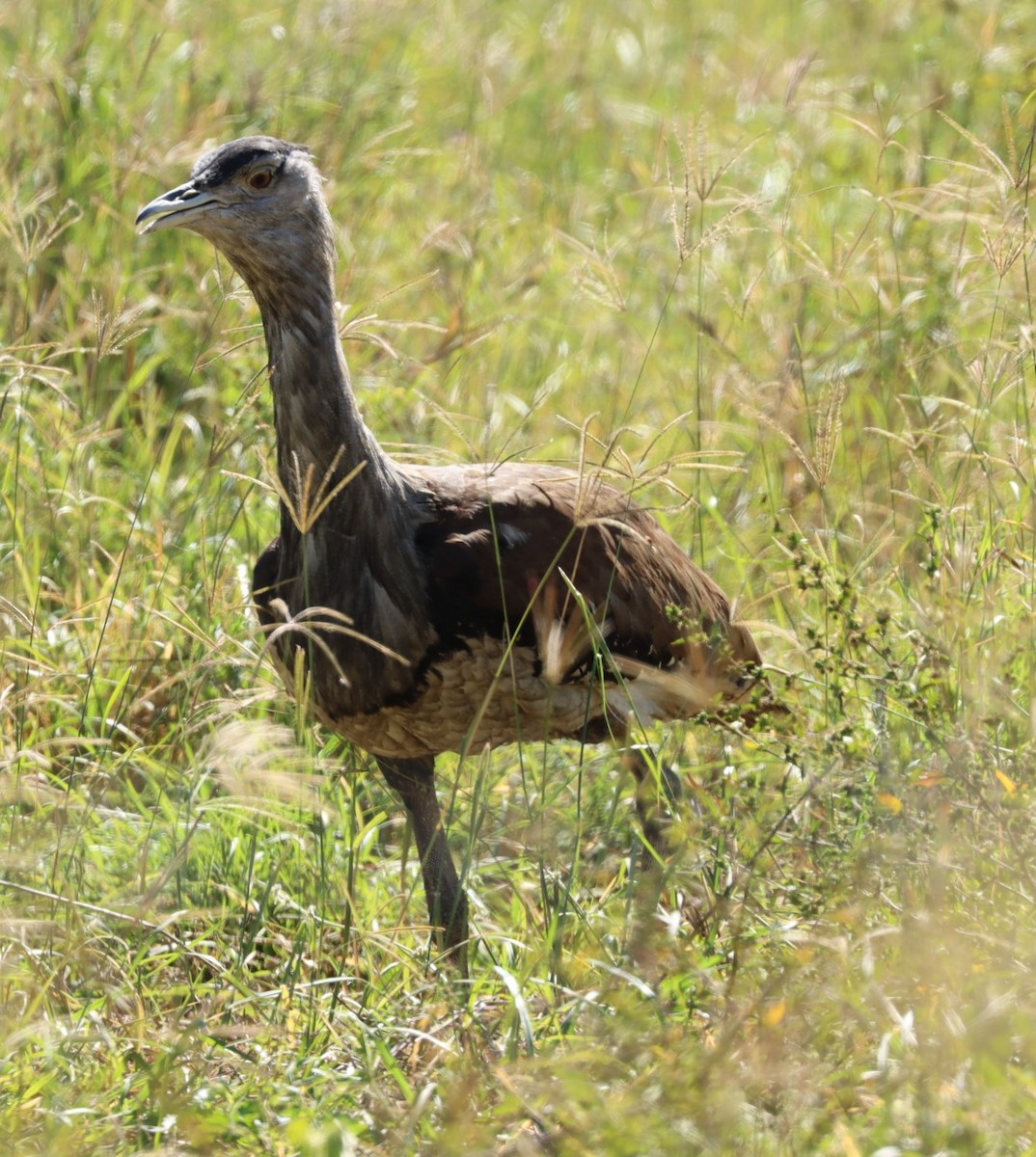 Australian Bustard - ML620877107