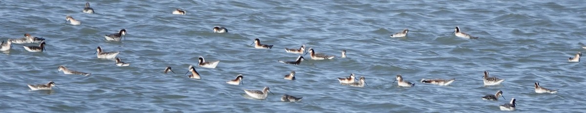 Falaropo Tricolor - ML620877111