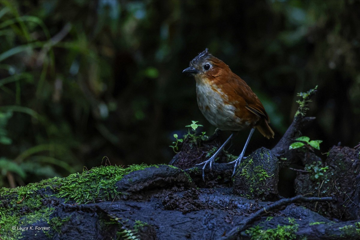 Rusty-tinged Antpitta - Laura Forrest