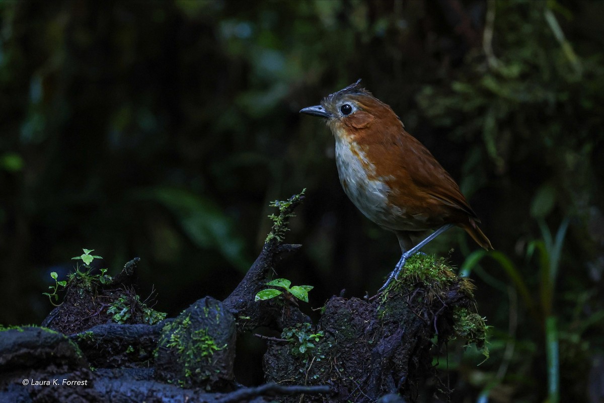 Rusty-tinged Antpitta - ML620877115