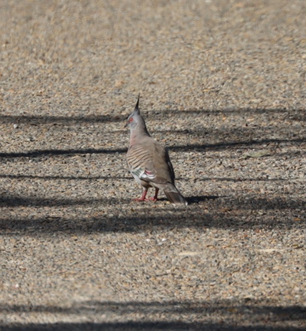 Crested Pigeon - ML620877118