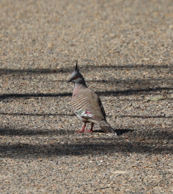 Crested Pigeon - ML620877119