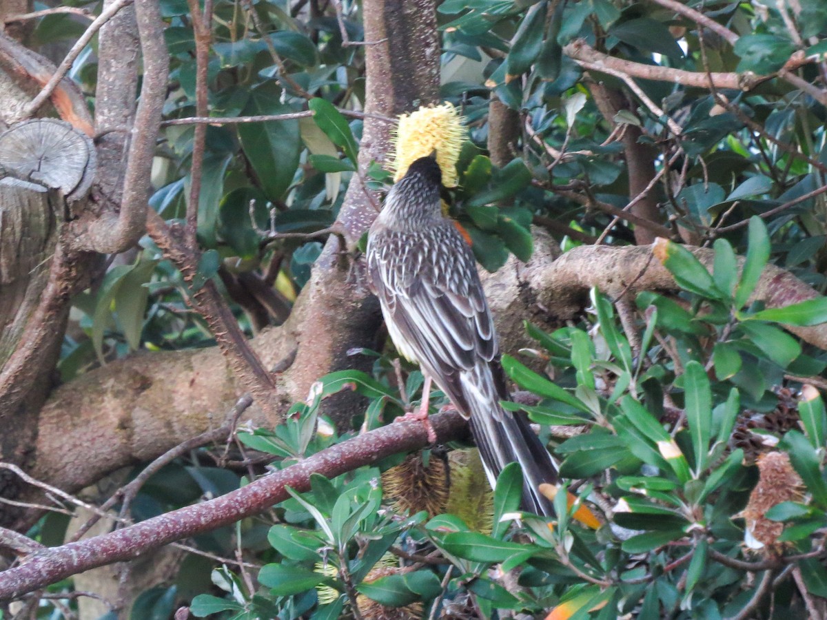 Red Wattlebird - ML620877121