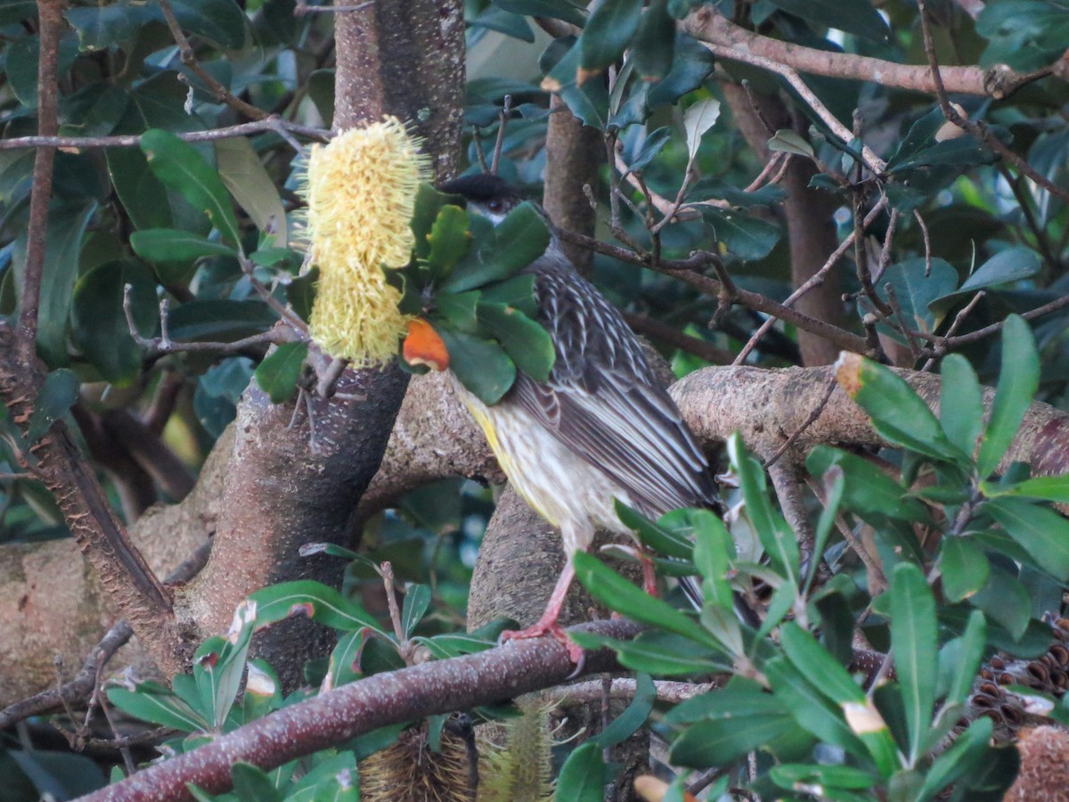 Red Wattlebird - ML620877122