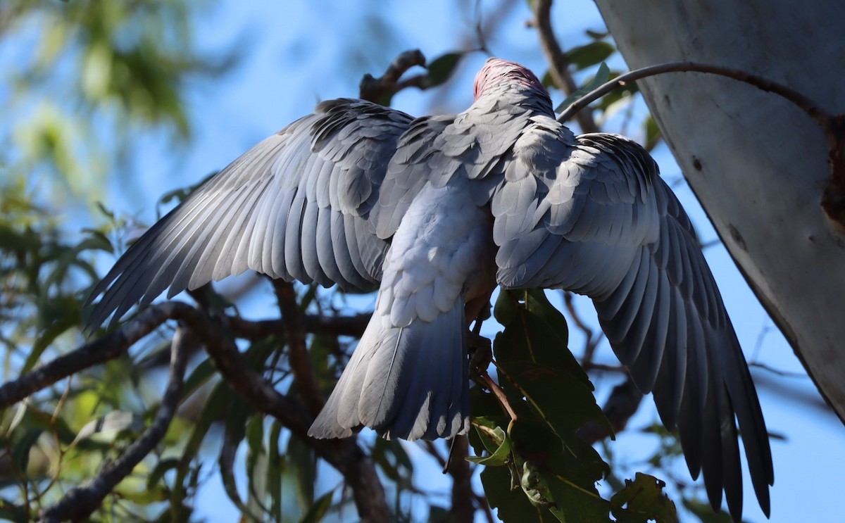 Galah - ML620877124