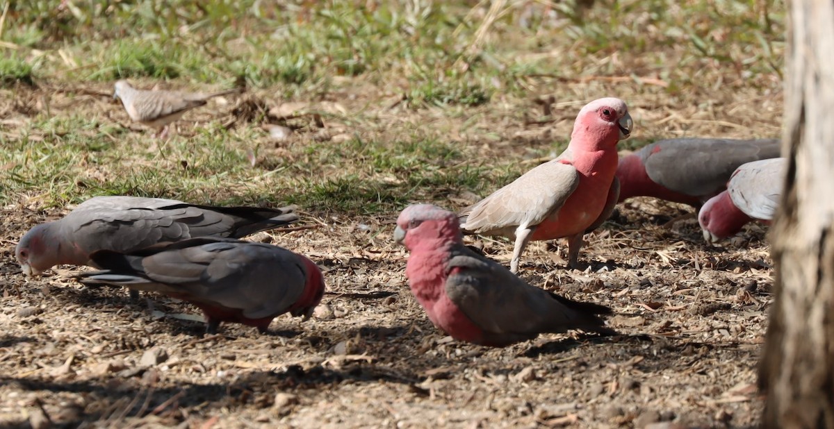 Galah - Susan  Downey