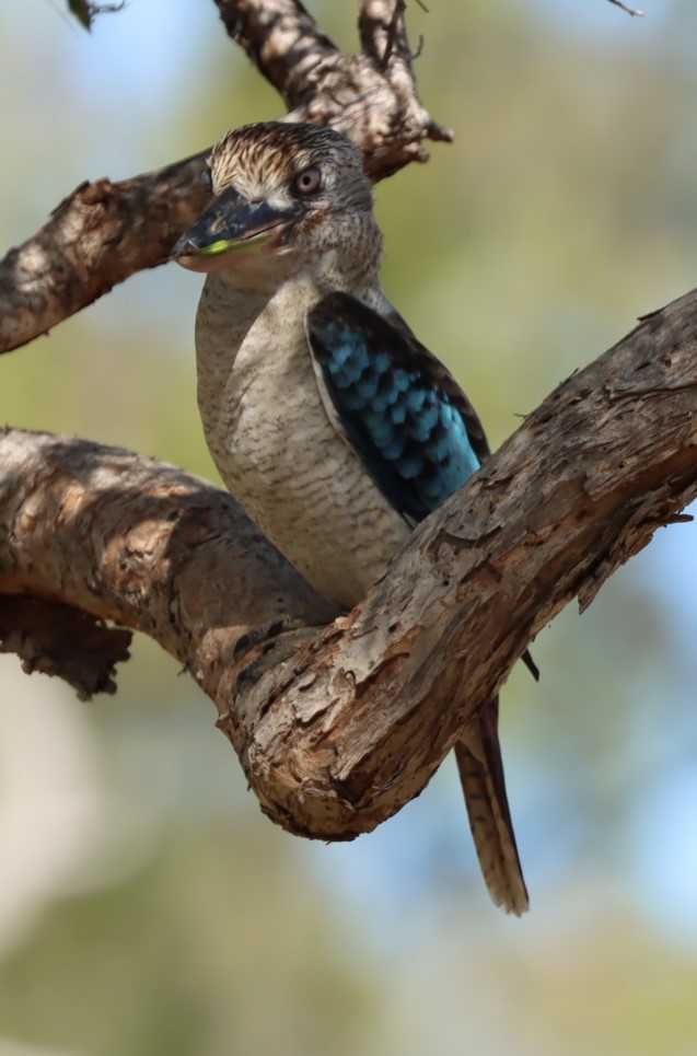 Blue-winged Kookaburra - Susan  Downey