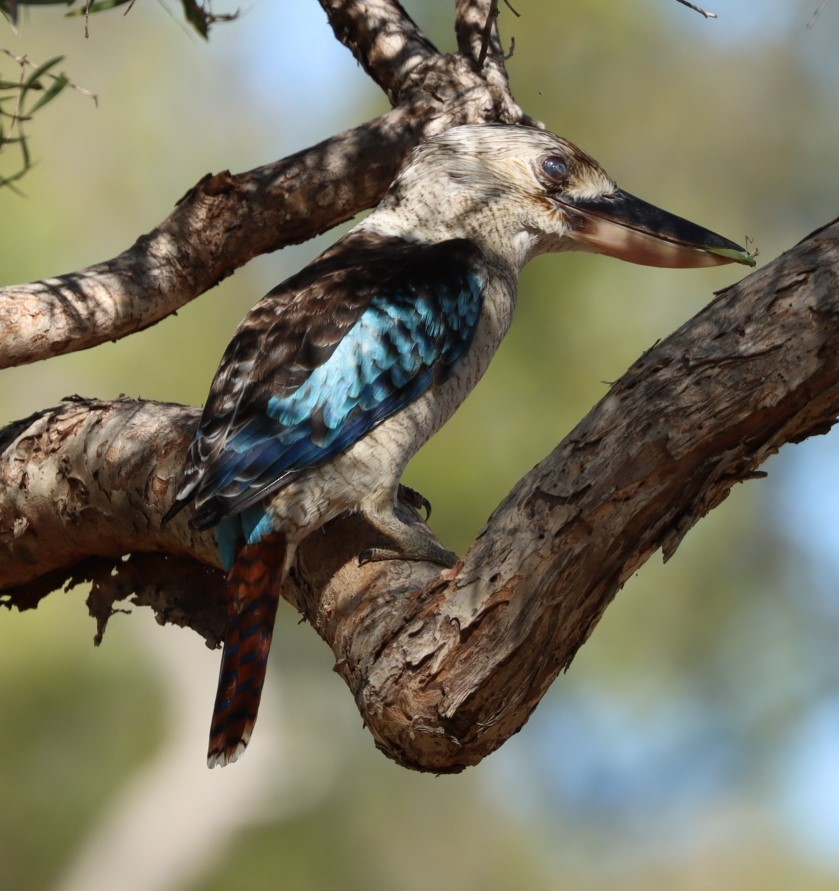 Blue-winged Kookaburra - ML620877127