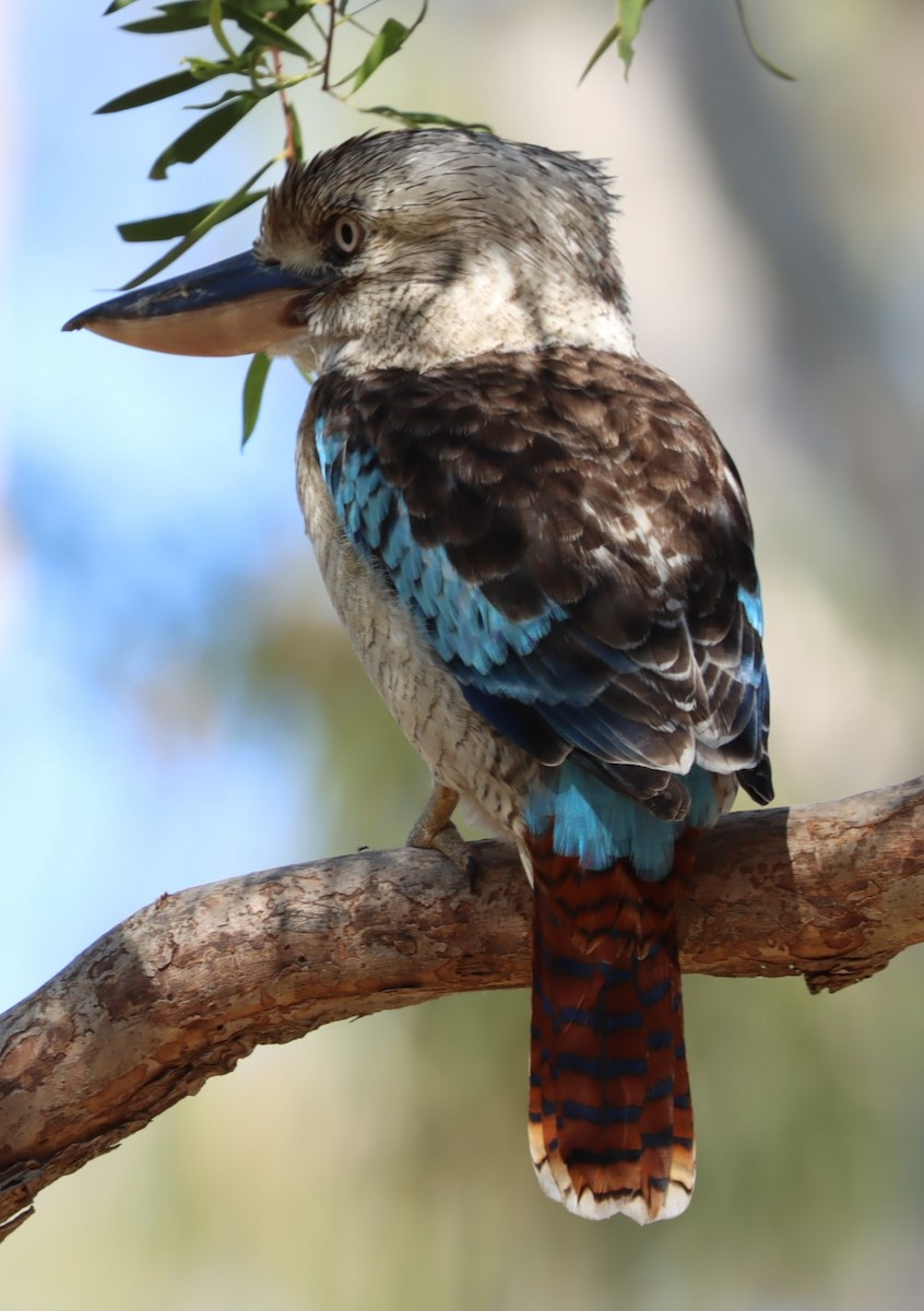 Blue-winged Kookaburra - ML620877128