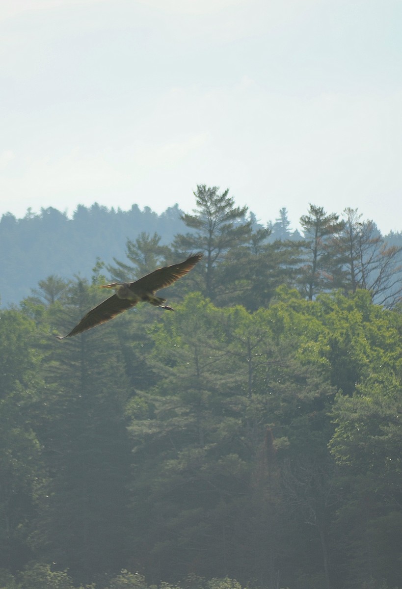 Great Blue Heron - ML620877130