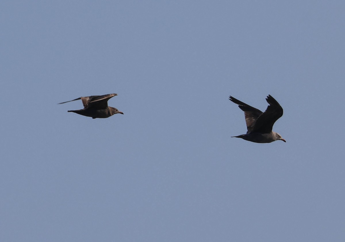 Gaviota Mexicana - ML620877133