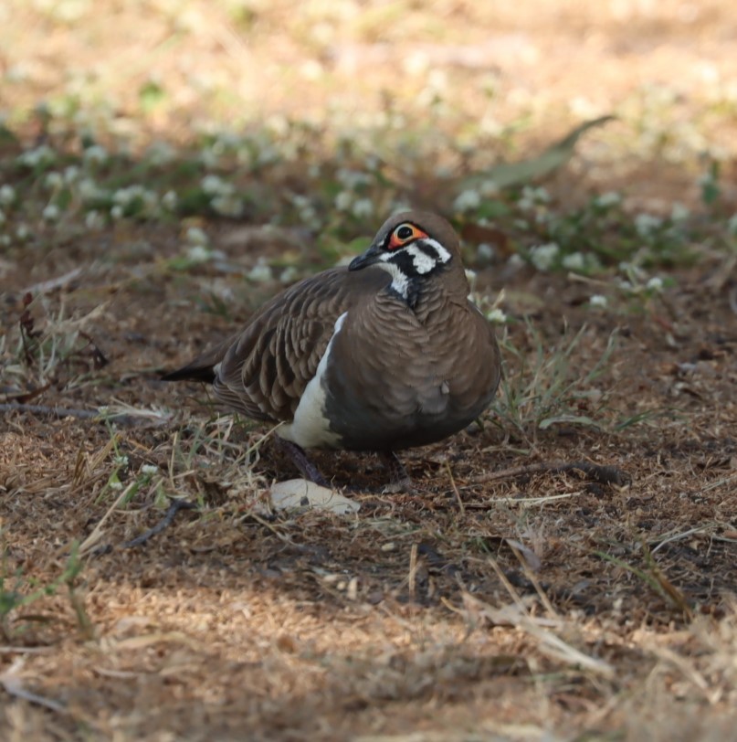 Squatter Pigeon - ML620877134