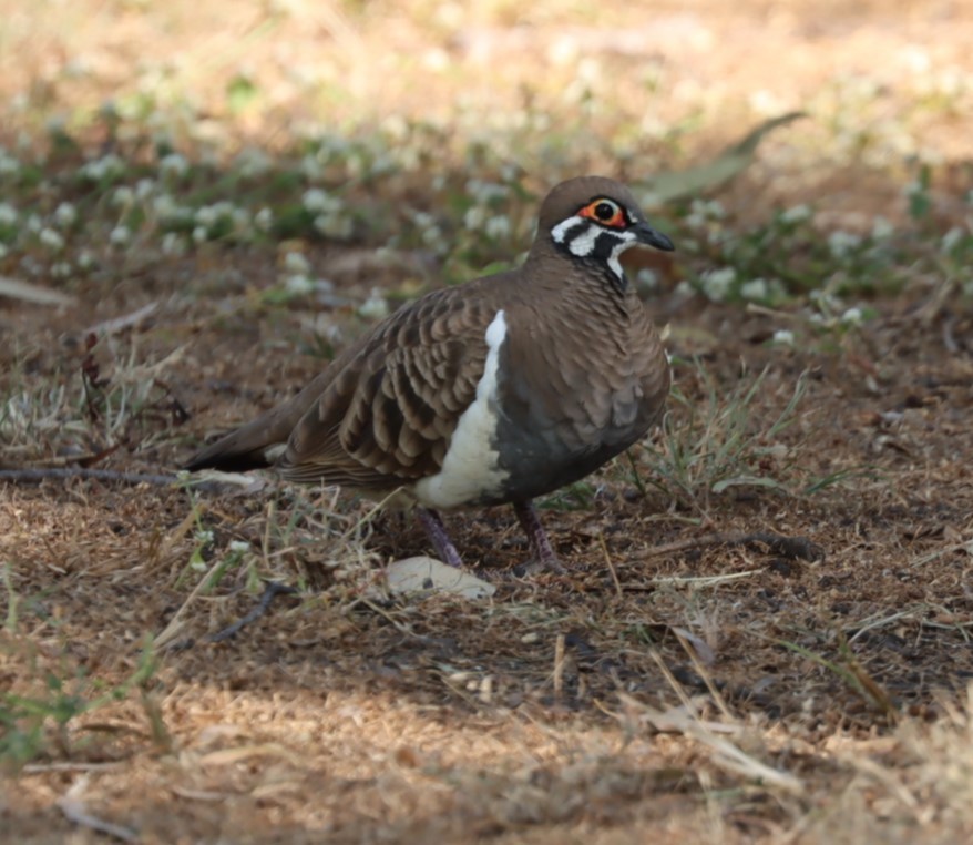 Squatter Pigeon - ML620877135