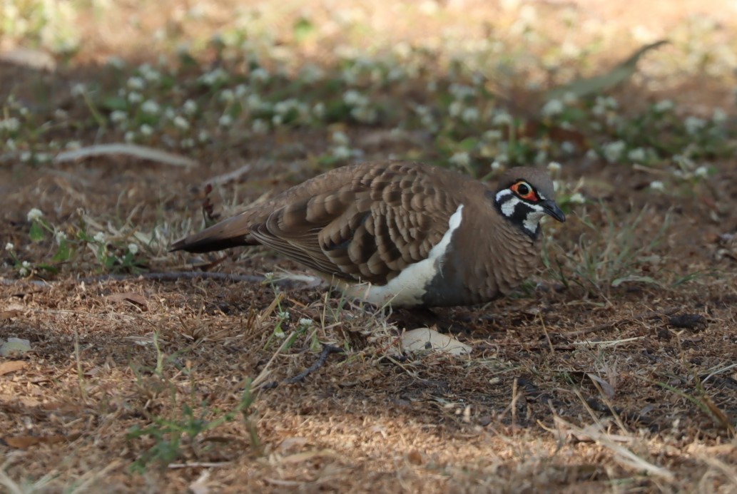 Squatter Pigeon - ML620877136