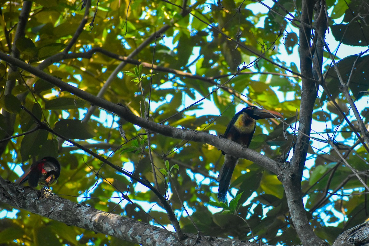 Fiery-billed Aracari - ML620877140