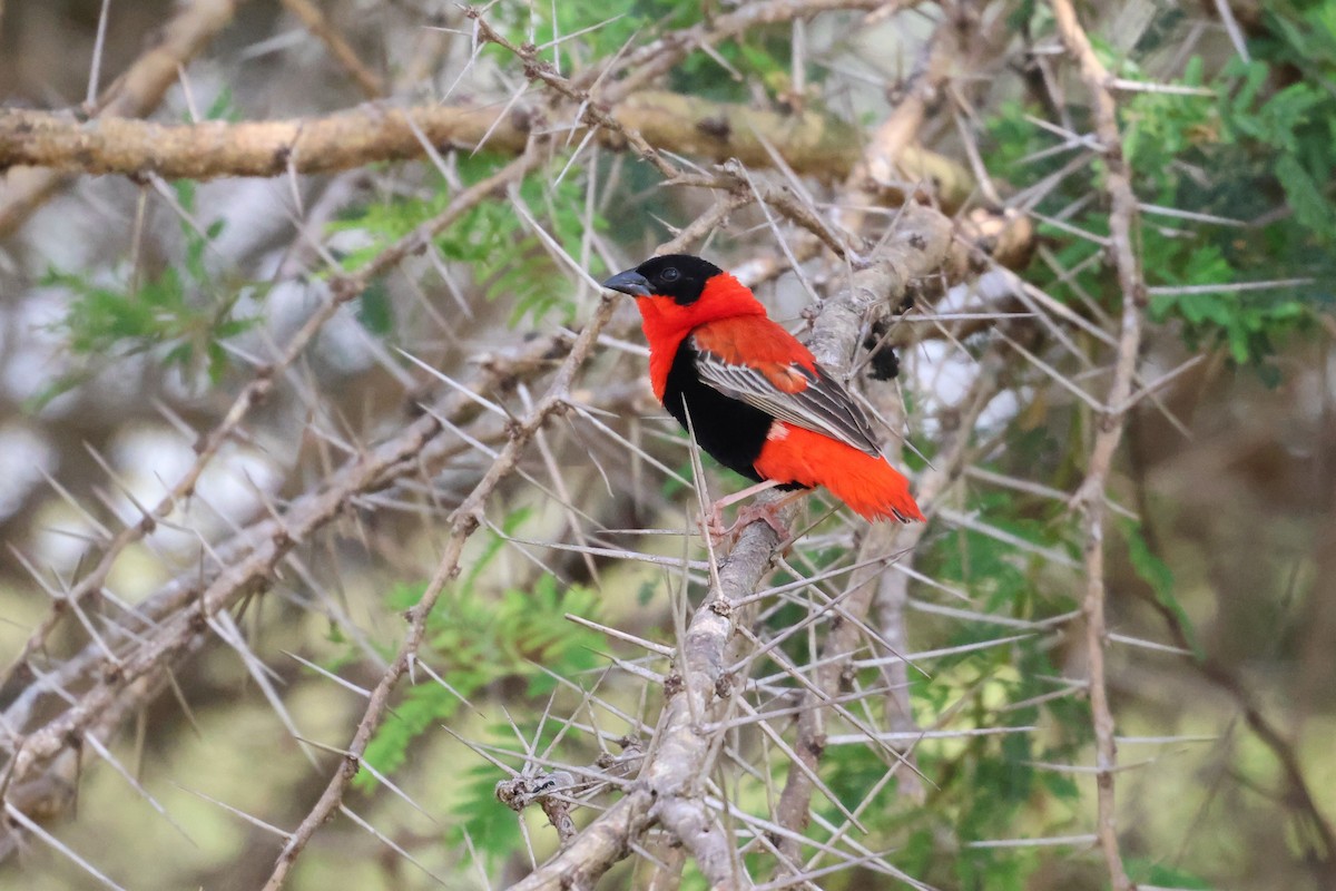 Northern Red Bishop - ML620877146