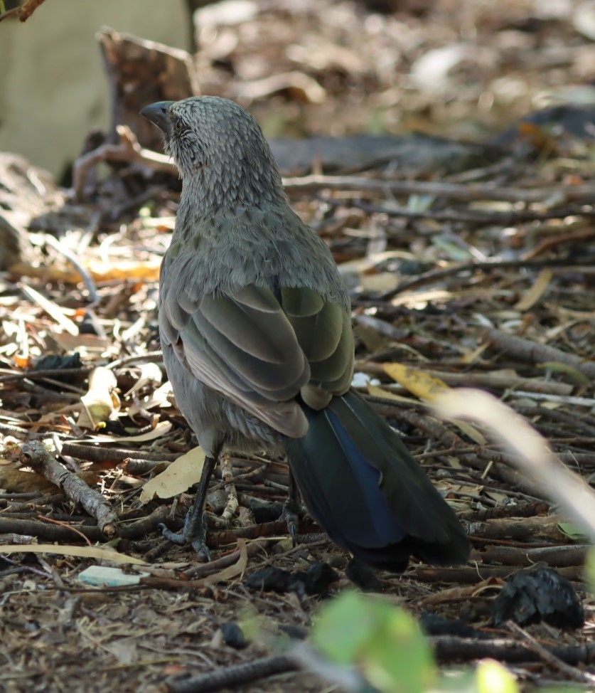 Apostlebird - ML620877147