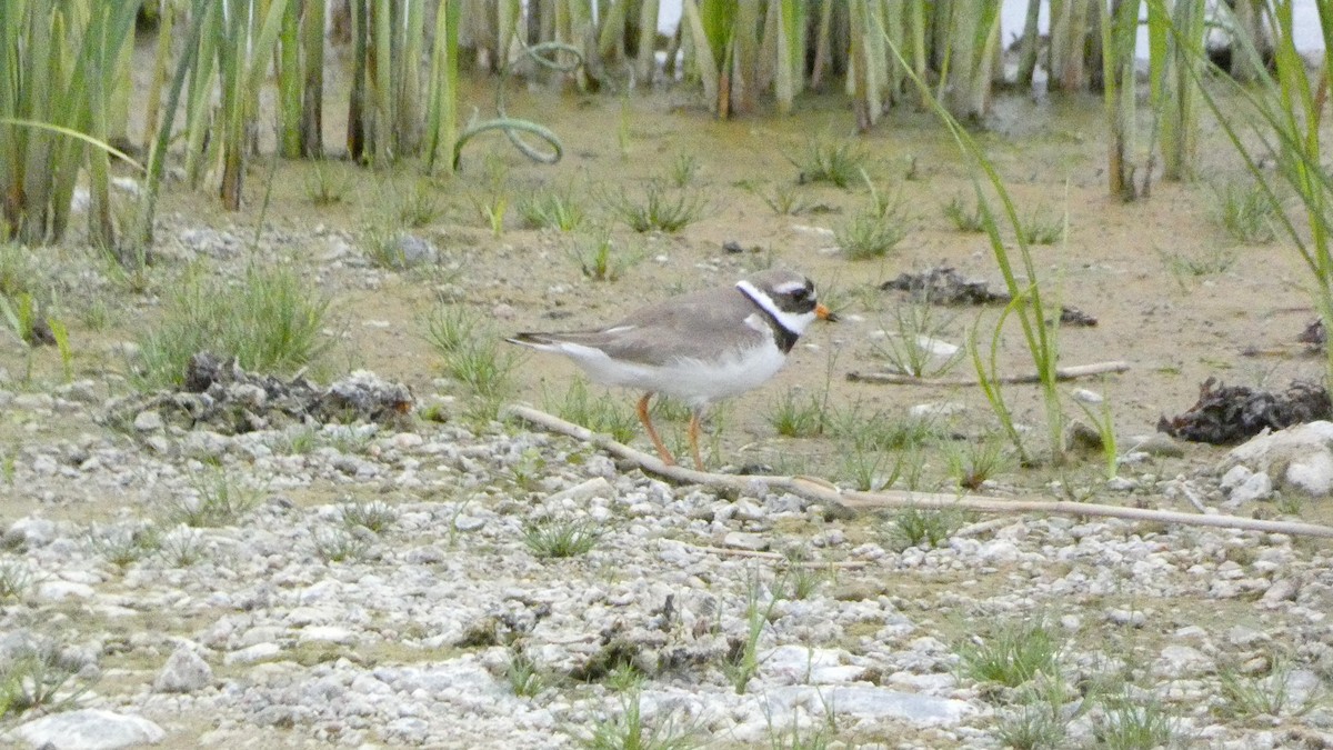 Common Ringed Plover - ML620877149