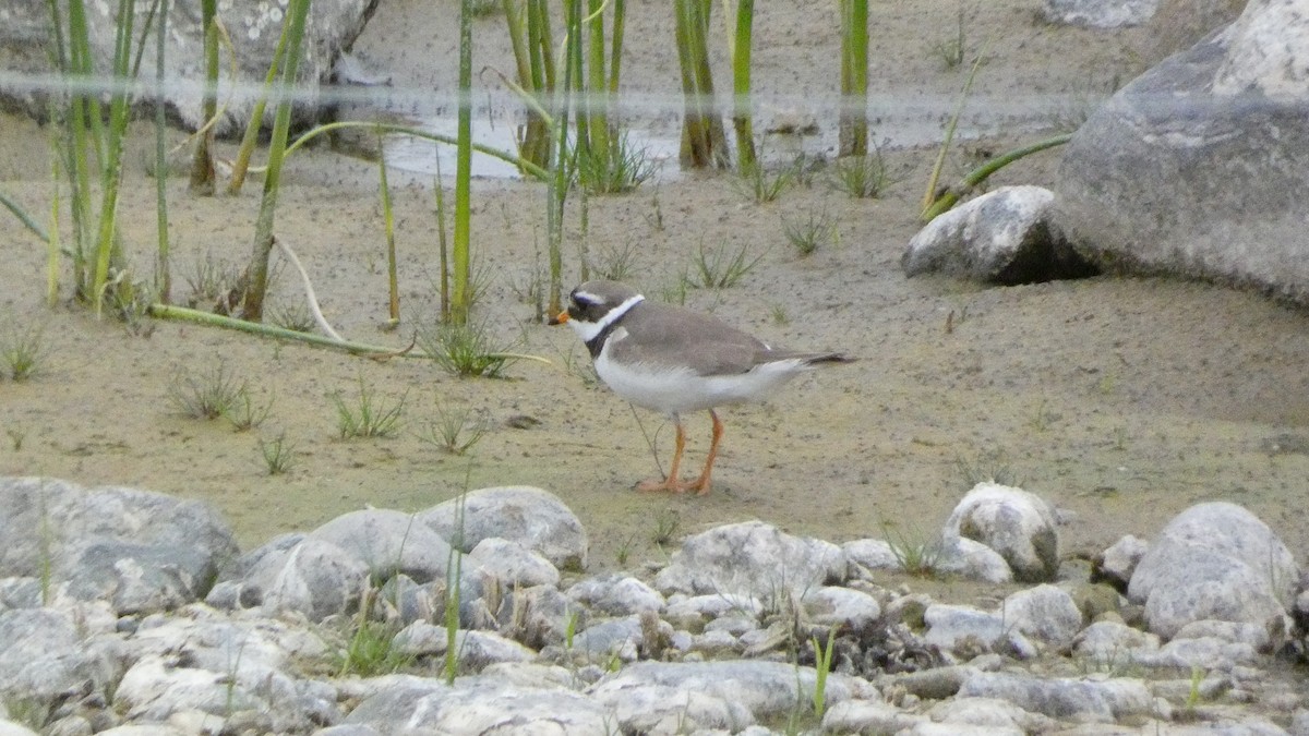 Common Ringed Plover - ML620877150