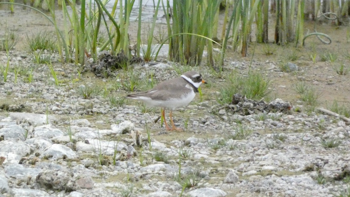 Common Ringed Plover - Malini Kaushik