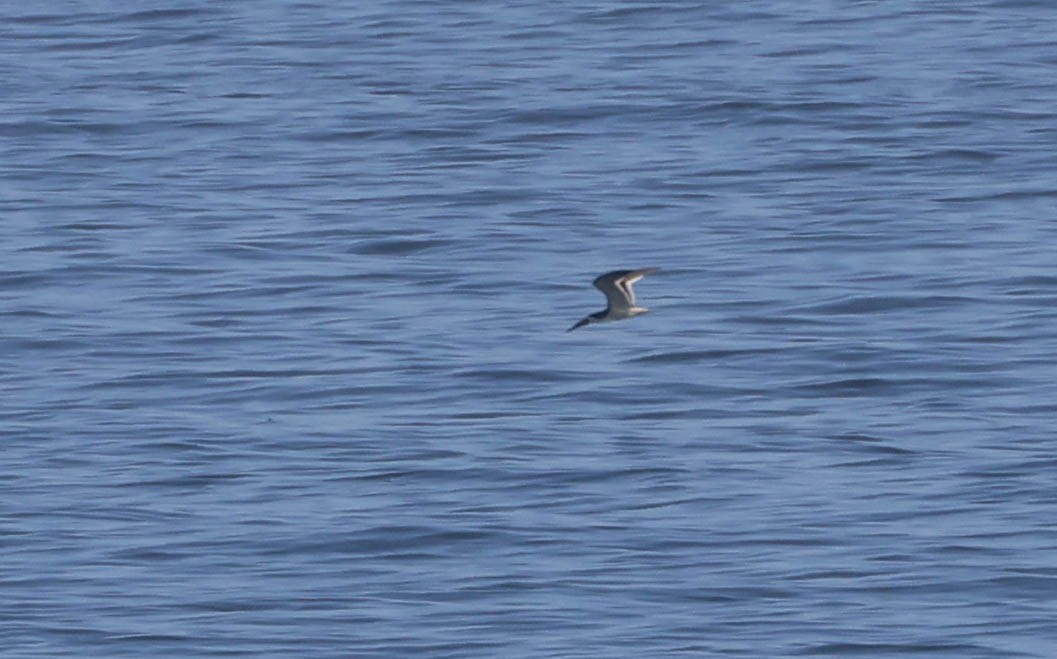 Black Skimmer - ML620877153